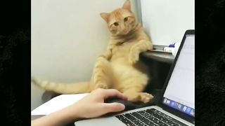 Pantau aja dulu yah meng