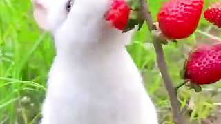 How to get beautiful ???? rappit stowbeery to make growing up