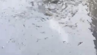 Padahal sudah ganti air, tapi lele masih tetap MENGGANTUNG❗Ini penjelasannya