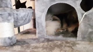 LE CHARLATAN - PAROLE DE CHAT