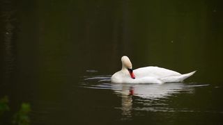 Animals Video Footage - Wildlife Animals 4k