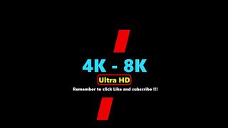 4K animals.High quality. Wild animals