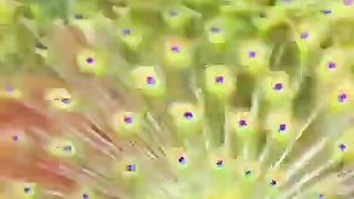 PEACOCK IN HAPPY MOOD