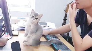 A cat looking at the work together