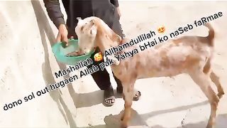 Goats sold out only shows