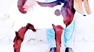 Goat for sale in Pakistan and