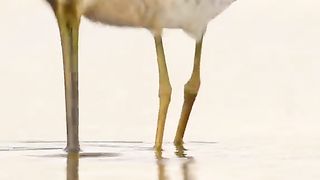Amazing videos vol 209