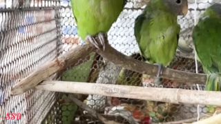 The playful cat and parrot 2