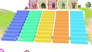 Choose The Right Stair Game With Elephant Gorilla Lion Buffalo T-rex - Wild Animal Game