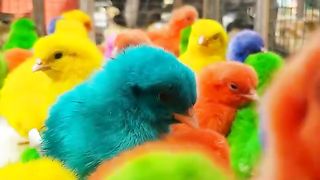 Colorful Chicks