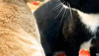 kalian pasti ga percaya dengan apa yg dilakukan 2 kucing ini
