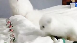 White cat 7