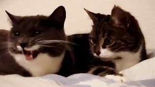Discussion cat