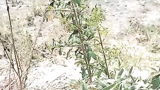Pomegranate tree