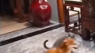 anjingnya pura-pura kalah