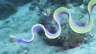 Unique Animals In The World _ #shorts #animals. Upload
