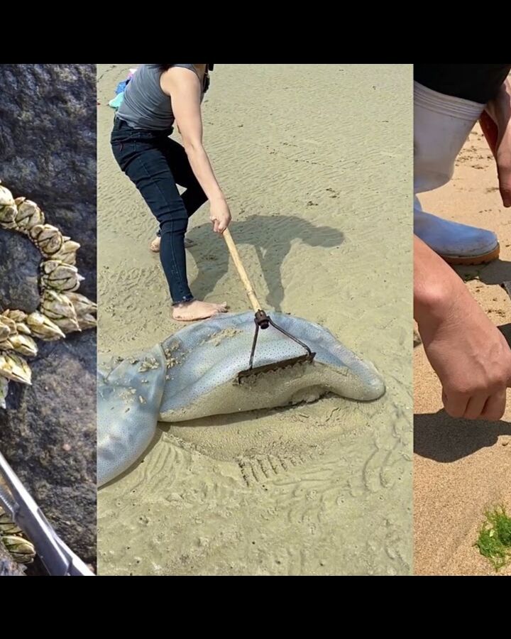 ASMR Hunting Sea Animals Around the Beach 19 Febspot