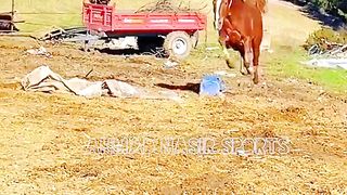 #febspot#foryou #foryoupage#horses#ridings#vedio80#ahmad#nasir#sports#fyb#fybpage fybpage#chak#no168/171NB