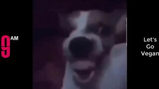 Try Not To Laugh Funny Videos - Funny Moments Of The Year Compilation ????????