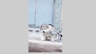 My cuteeee (tiktok)