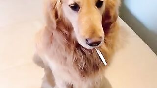 Very Funny Short Dog Compilation | Funny Dogs