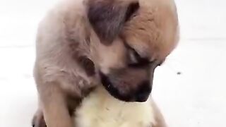 Try Not To Laugh | Funny Dogs Videos Compilation | Adorable Dogs ????