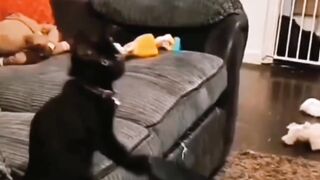 Funny animals