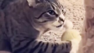 Cachorros versus gatos