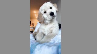 My Baby Puppy(tiktok)