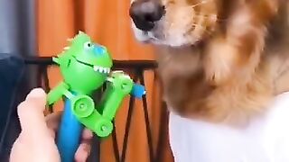 FUNNY VIDEO ANIMALS