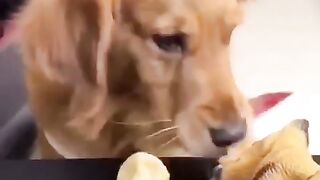 FUNNY VIDEOS ANIMALS