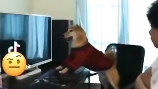 FUNNY VIDEOS ANIMALS