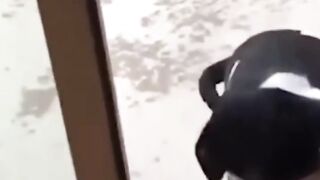 Cute & Funny Dogs Compilation ????