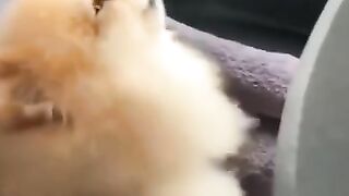 funny dog video compilation 2021