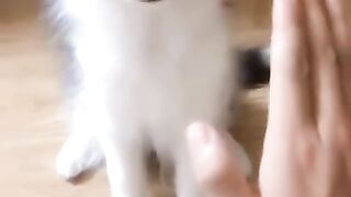 funny dog video compilation 2021