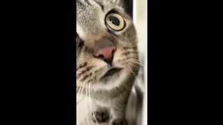 Cute cat (you tube)