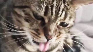 Cats Gag When Hearing Comb Scratching Sound Pets Town |Min Cute Pets
