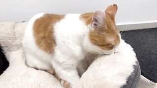 Happy Kneading Purring Cats