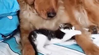 Cat and dog friandship dog and cat pure love