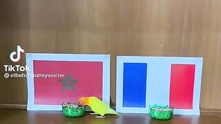 Fifa World Cup 2022