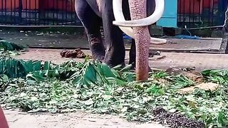 Elephant Kotte Raja