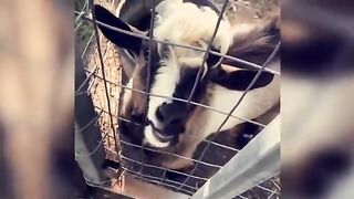 funny pets compilation of 1 hour