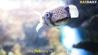 The Guy Who Cooks A Deadly Fish