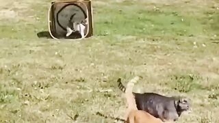 So funny cats compilation 2022  so funny cat videos