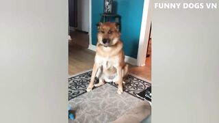 dog and cat