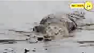 #لاحضو كيف تقترب الخيول من الوديان شيء غريب