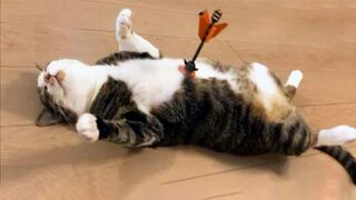 FUNNY CAT MEMES COMPILATION OF 2022