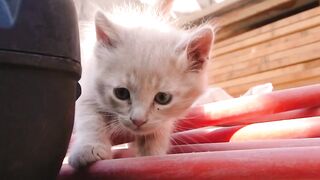 Funny Animals Video / Cute Cats Video
