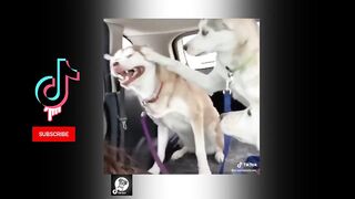 videos-funny-de-husky-compilacao-de-videos-engracados-e-fofos-do-husky-siberiano-