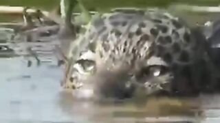 Crocodile versus Leopard